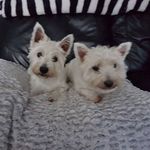 Brian McDougall - @mcdougall_1872 - Instagram