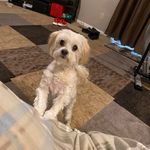 Brian K. McGaha - @buckguybrian - Instagram