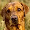 HUNTERFOXREDLABRADOR - @brianmcnaught0 - TikTok