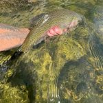 Brian Miesch - @scoutmountainlandscaping - Instagram