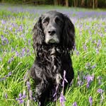 Brian Milner - @thelifeofbrian_k9 - Instagram