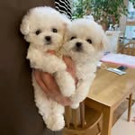 Brian Milton - @celestinbabo - Instagram