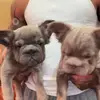 Brian Milton - @brian.milton8 - TikTok