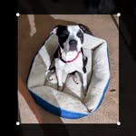 Brian Mogenhan - @pandacookie211258 - Instagram