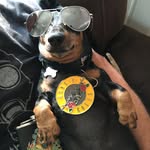Brian Mulroy - @the_woofer19 - Instagram