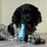 Mr Brian - @large_munsterlander_mr_brian - Instagram