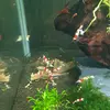 garnalen aquarium ens - @briannorder - TikTok