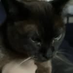 Brian Nunn - @briannunn_familycat - Instagram