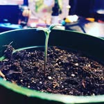Brian Padley - @canadian_ehpe - Instagram