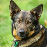 Brian Pascoe - @thegrandpuppies1 - Instagram