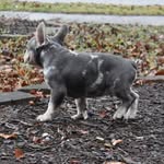 Brian Passmore - @pur.eexoticfrenchie - Instagram