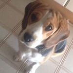 Brian Pellegrino - @brian.pellegrino - Instagram