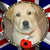 Brian Pilkington802 - @brianpilkington80 - TikTok