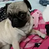 Brianna_pugsley - @pugsleypug_me - TikTok