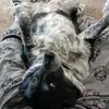 Brian Radigan18 - @brdog63 - TikTok