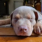 Brian Rainey - @yo_pusher_man - Instagram