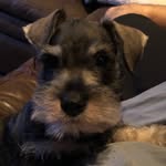 Brian Rollo - @rollobrian - Instagram