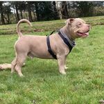 Brian Rollo - @notoriousbullyz_caeser - Instagram