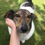 Brian ‘the puppy’ Marenghi - @rescue_romanian_brian - Instagram