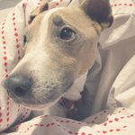 Brian Rosewell - @guruchiricover - Instagram