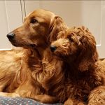 Rupert and Brian - @rupert_the_dood_and_brian - Instagram