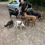 Brian Rusk - @theirishdogfather - Instagram