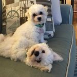 Brian Sahm - @briantsahm - Instagram