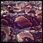 Brian Sasaki - @brifi - Instagram