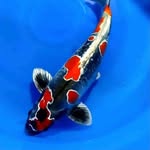 Brian Schork - @koi_oase_schork - Instagram