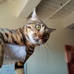 Brian Seifried - @kaesethecat - Instagram