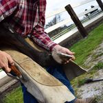Brian Laughin Farrier Service - @blfarrierservice - Instagram