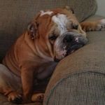 Brian Settle - @tatsdogstravel - Instagram