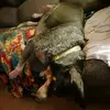 Brian Shaffer - @brian.shaffer94 - TikTok