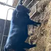 Brian sheehy - @brian_sheehy56 - TikTok