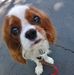 Brian Sherrill Doglife - Facebook