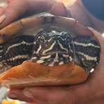 Brian - @brian_shoreturtle - Instagram