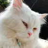 laxmidastarafder@gma - @brianna.silsbee121 - TikTok