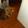 briansilvis - @brian.silvis - TikTok