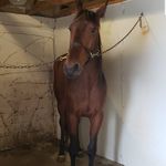 horses - @brian.simione - Instagram