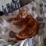 Brian Bøgvad Simonsen - @bribsim - Instagram