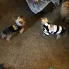 Brian Ski - @crazy2yorkies - TikTok