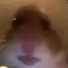 HAMSTER SQUAD - @brianski_the_chichi - TikTok