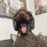 Brian Sparkman - @grizzlysdad - Instagram