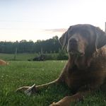 Brian Spear - @browndogbuildersvt - Instagram
