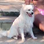 Brian 🤍🐶 - @brian_spitz97 - Instagram