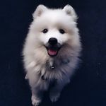 Brian Bernard - @brian_the_japanese_spitz - Instagram