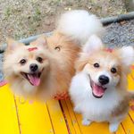 Brian e Noah | Spitz Alemão - @dupla_spitzalemao - Instagram