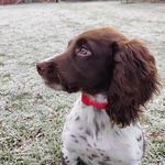 Brian - @brian_the_sprocker - Instagram