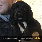 Brian the Sprocker - @brianthesprocker - Instagram