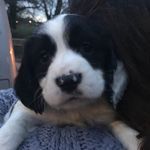Life Of Brian - @life_of_sprocker_brian - Instagram
